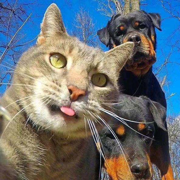 旅行的猫咪（黄豆）