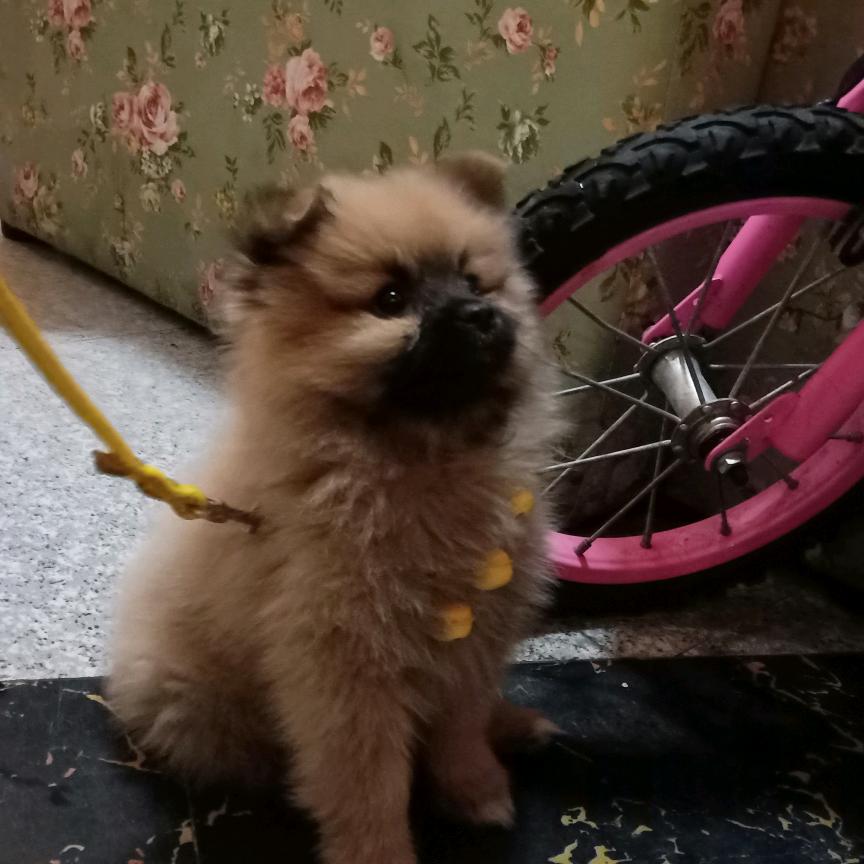 谢妮姐