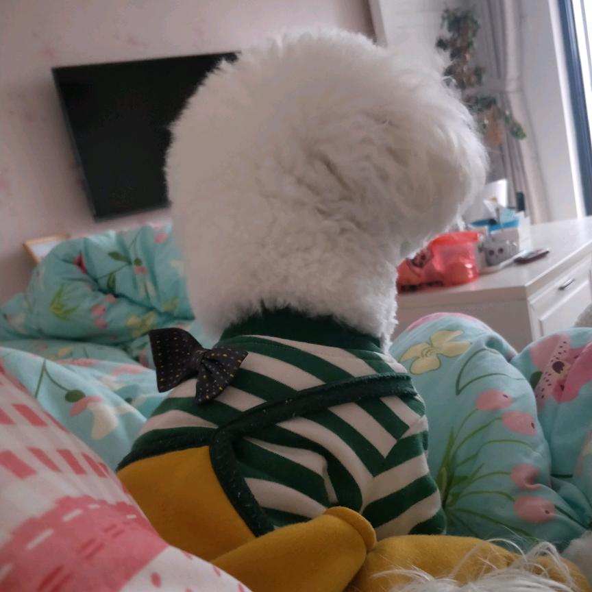 豆豆看剧
