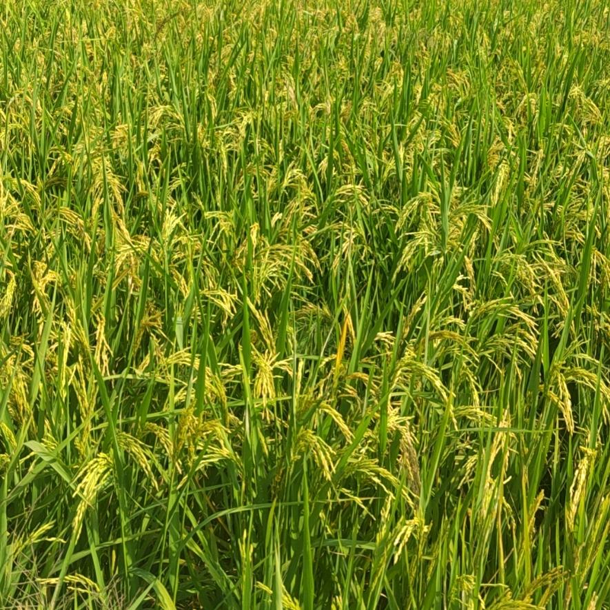 刘韦