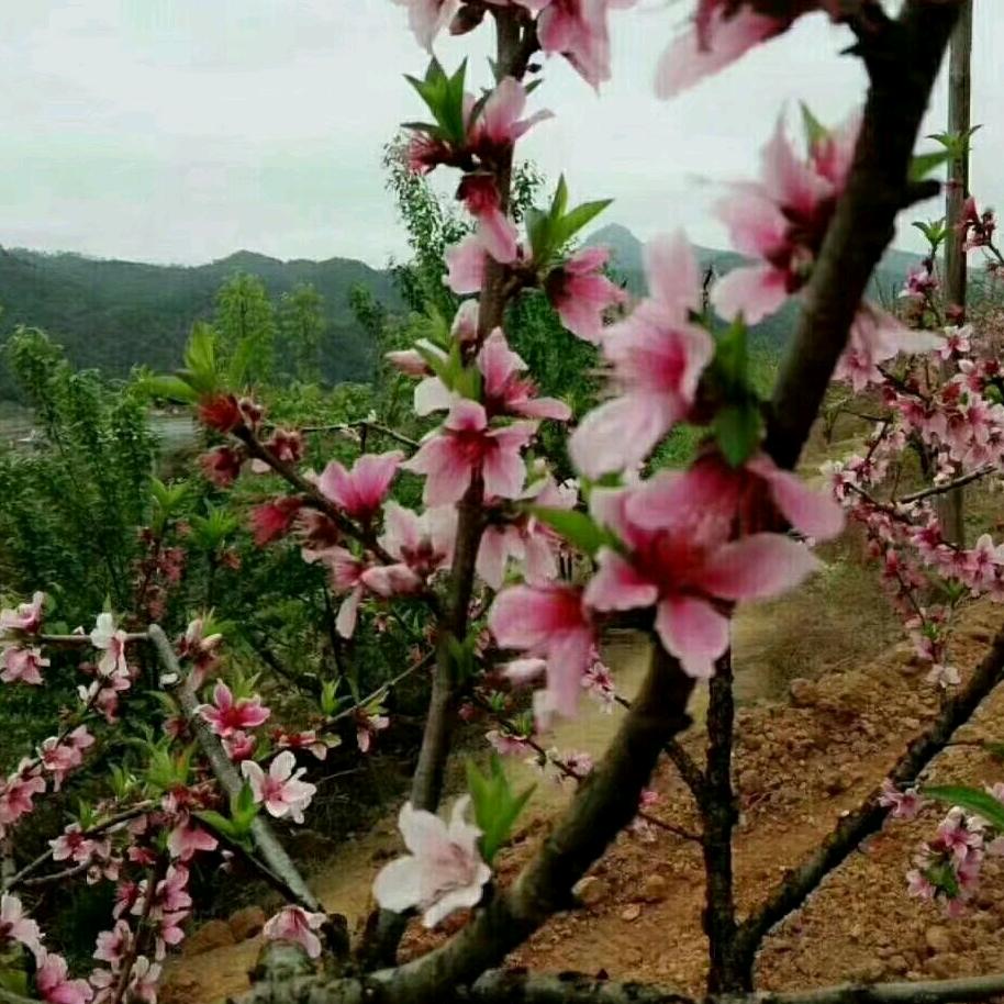 花开bu见花