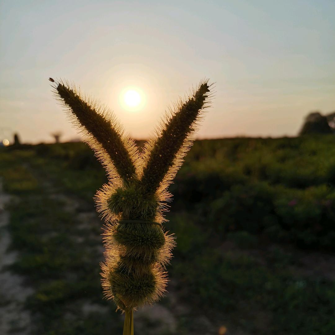 手势