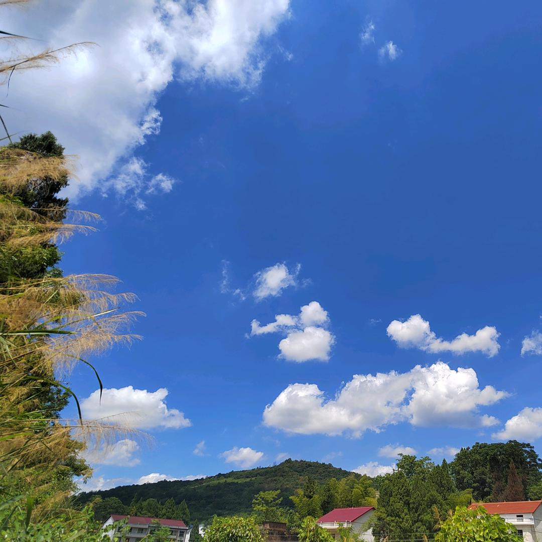 🈚️💖插柳柳成荫