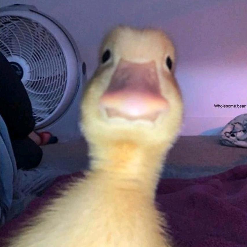 庄佳