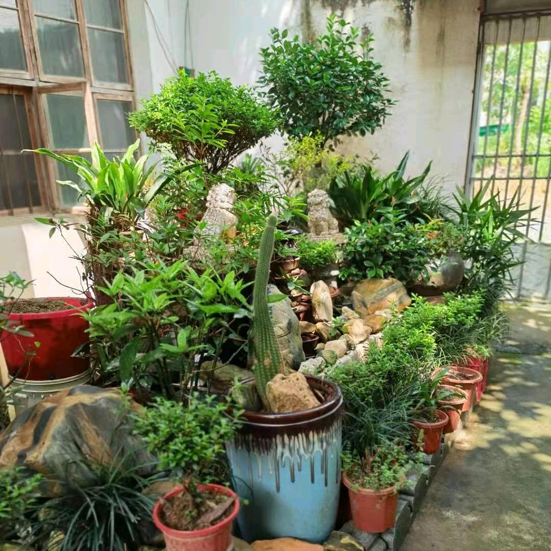何老爷子