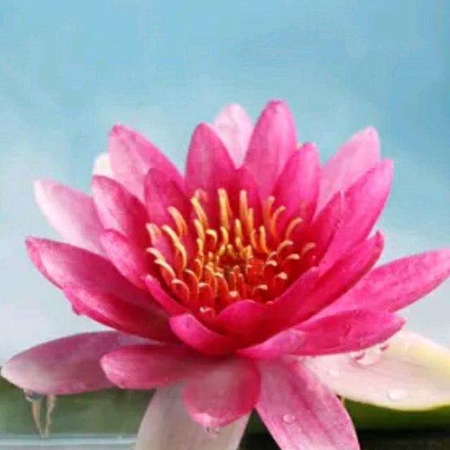 福