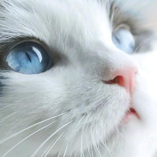 可乐是只混血兔