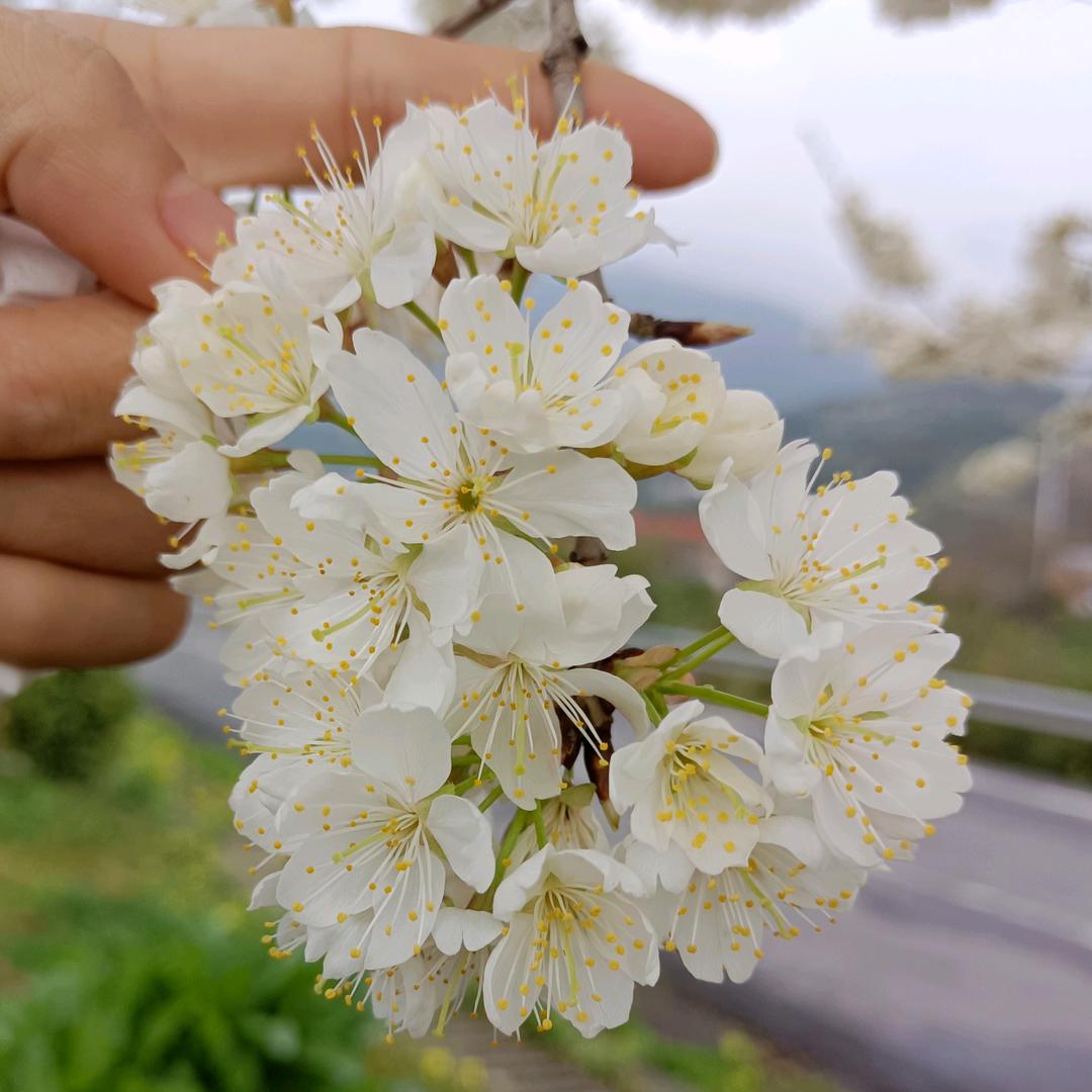 💐小石头🌸