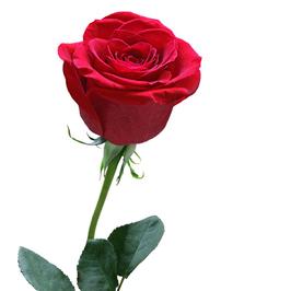 开心🌹🌹🌹（助力新人）有效粉