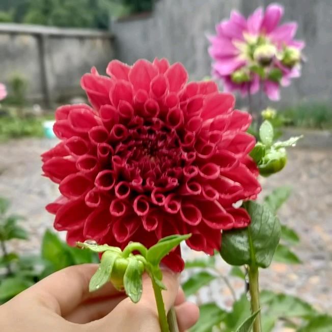 大丽花专卖