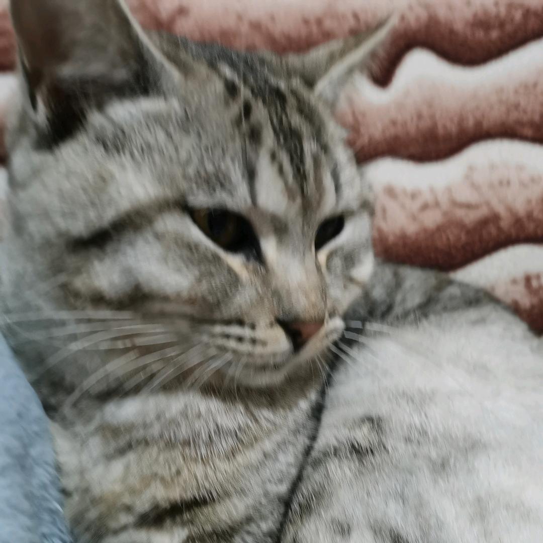 萧万
