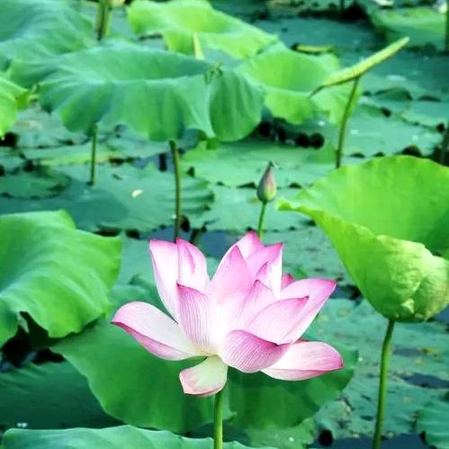 净心（芳芳）