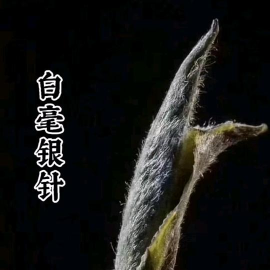 福建山里人