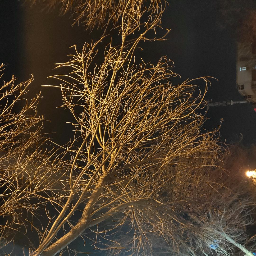 伊耿