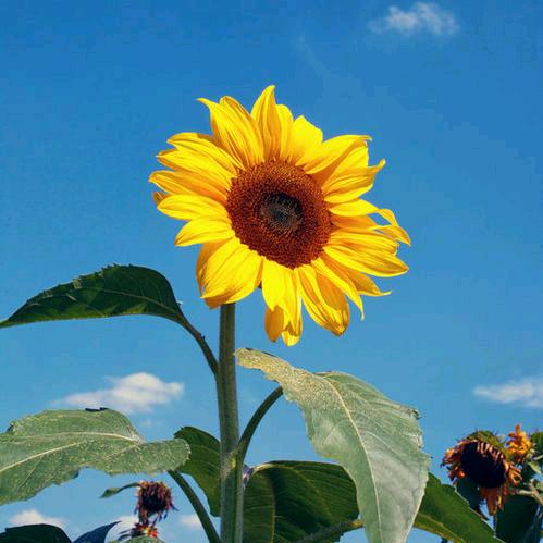 向日葵的微笑🌻