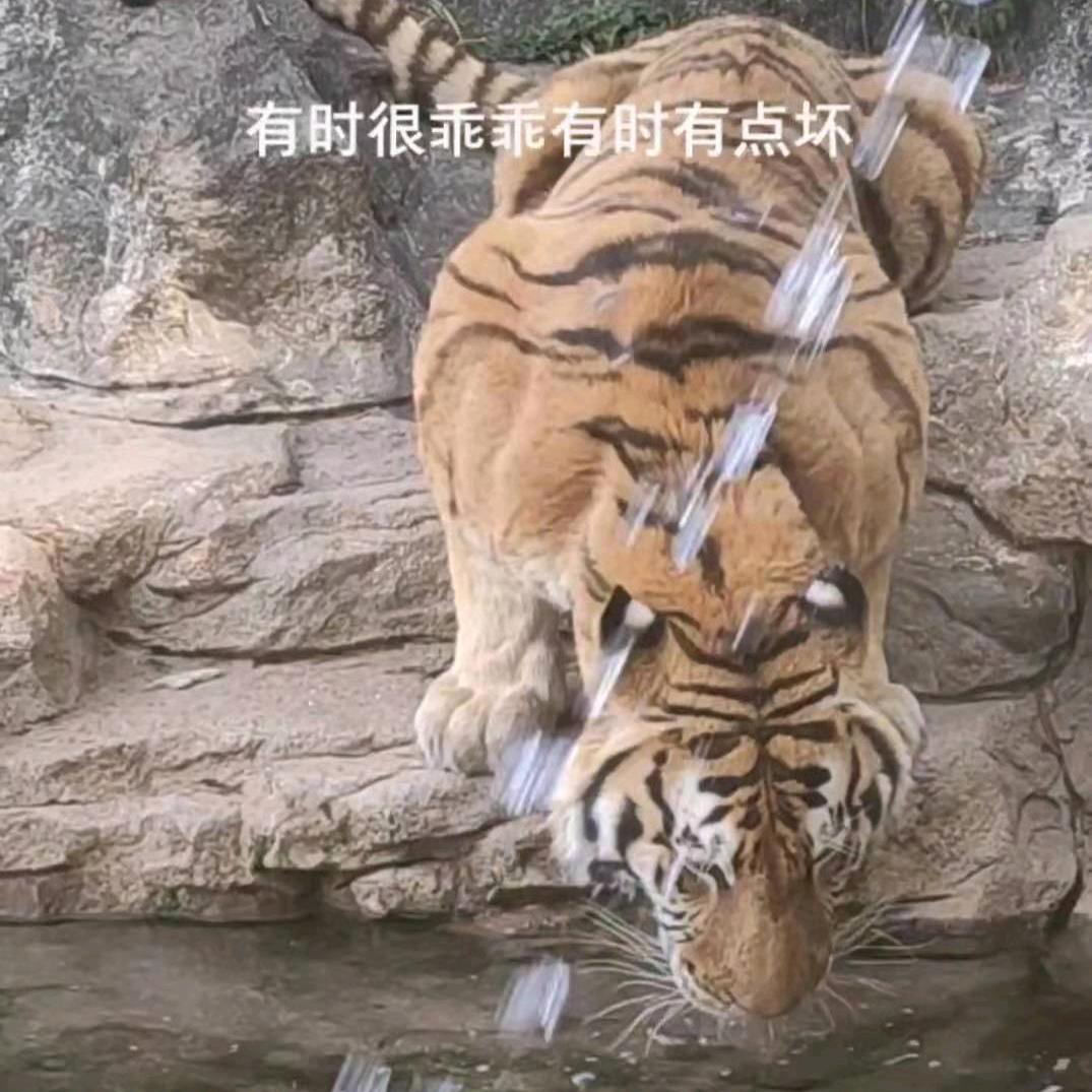 只为唱歌