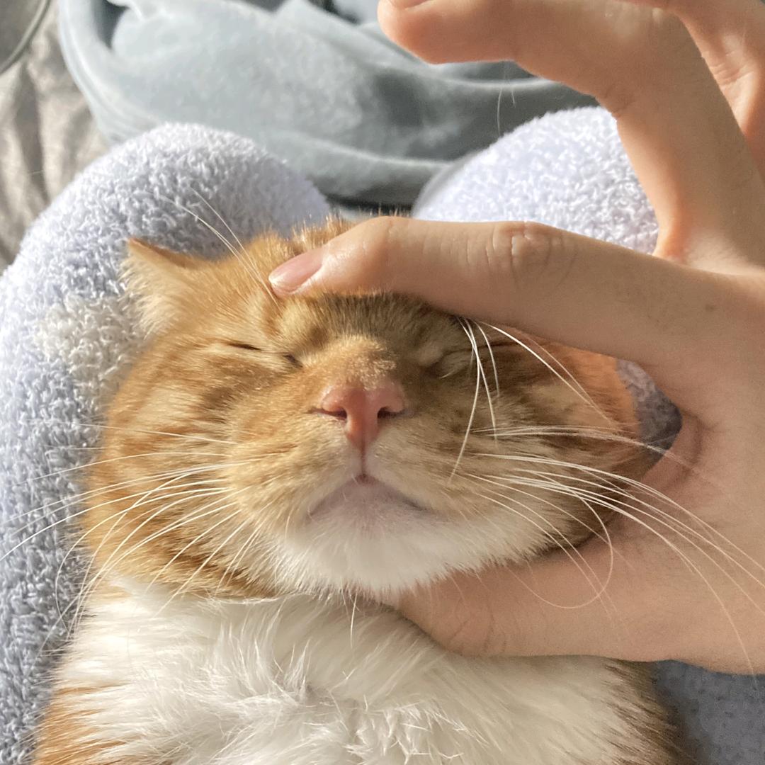 狗儿bb