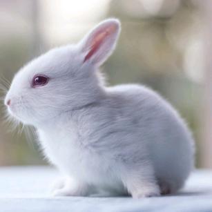 小红帽🐰