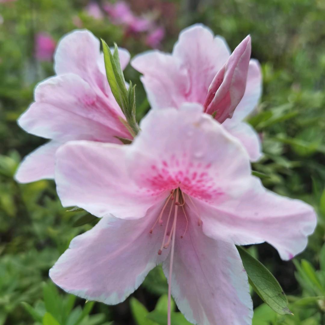 🌺玲珑女
