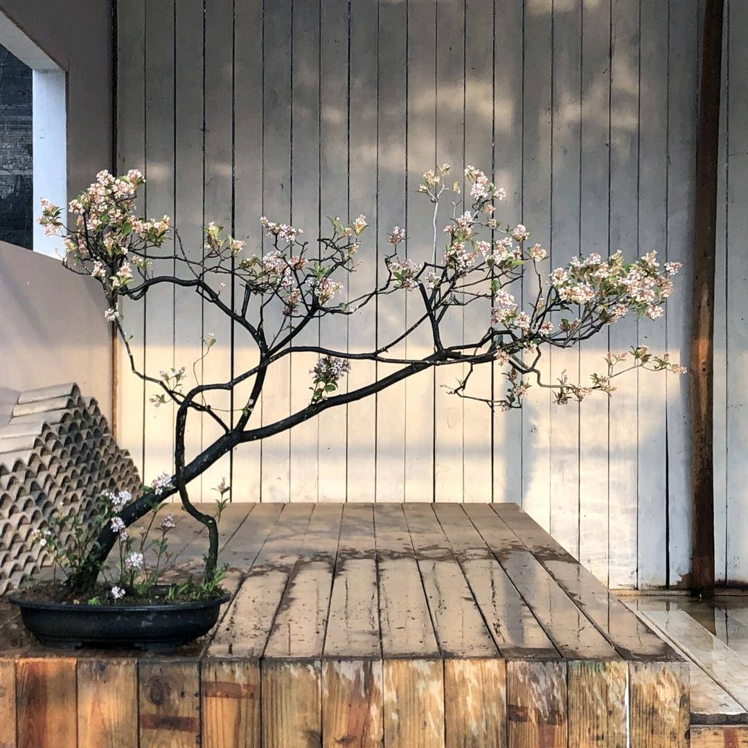 孤芳域园艺