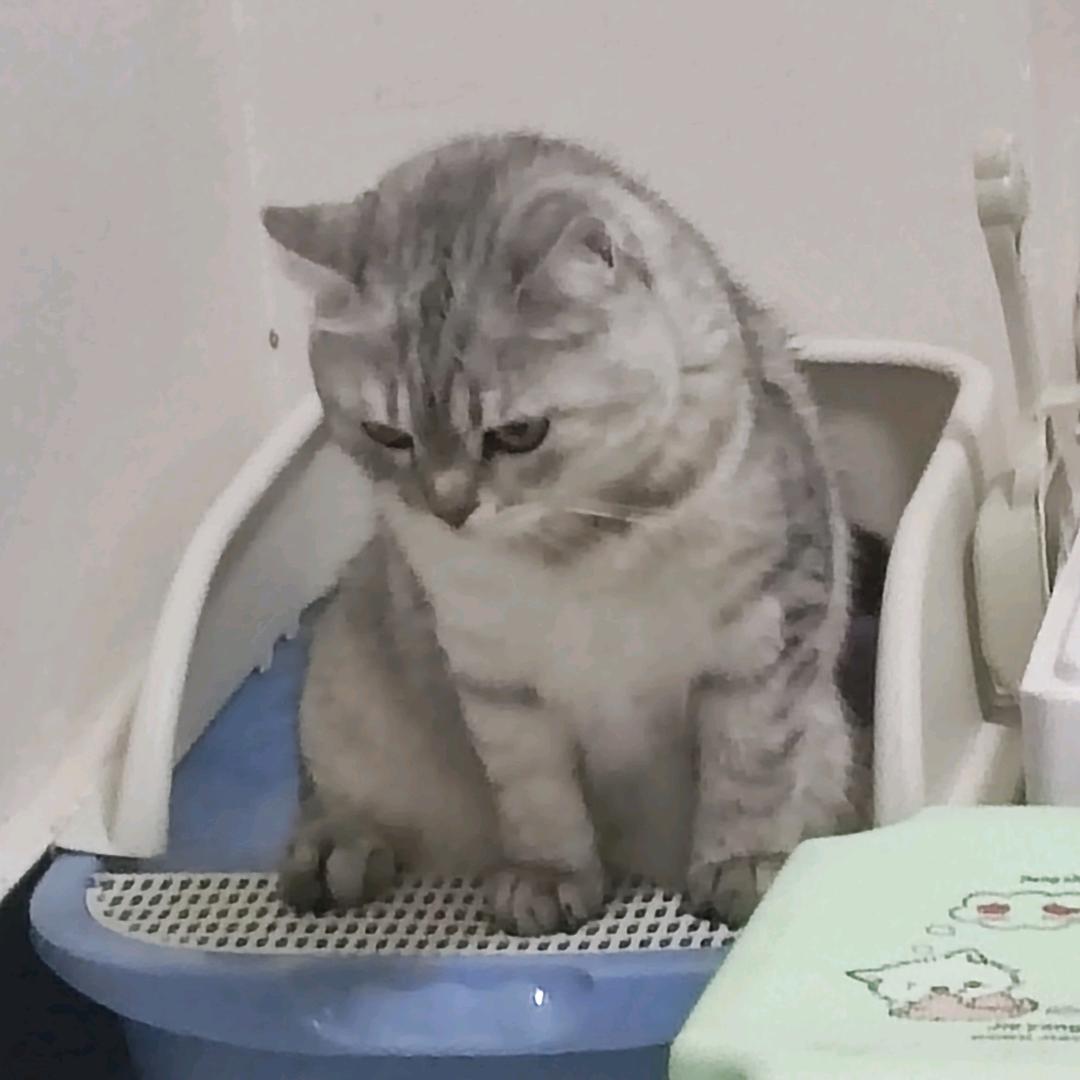 踩踩不跑堂