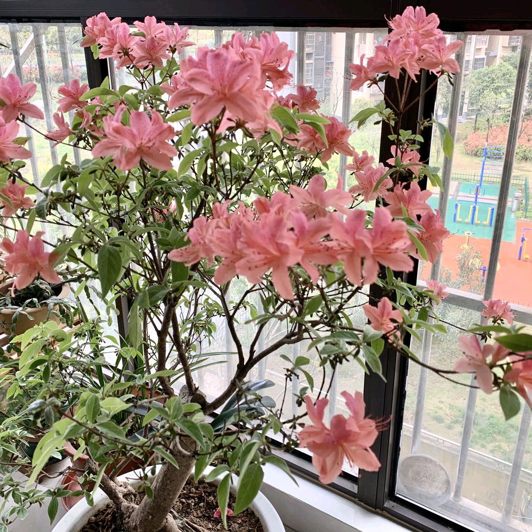 森林王