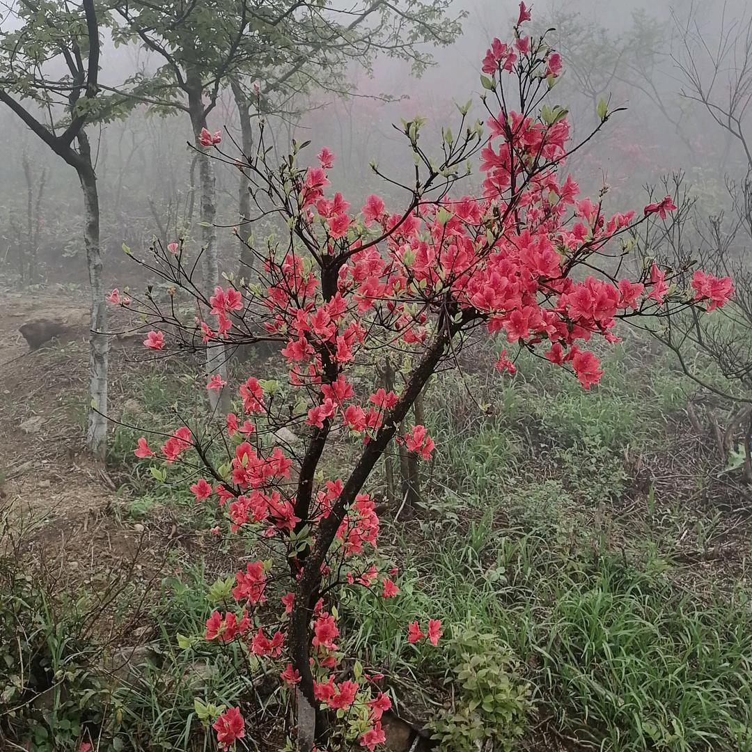 一世清白