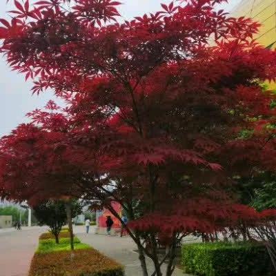 雨露【拒聊】