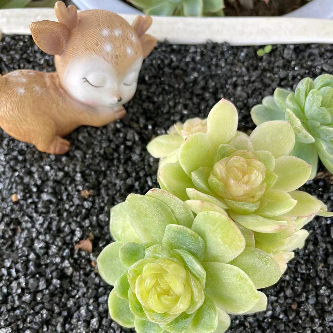 珍妮花卉