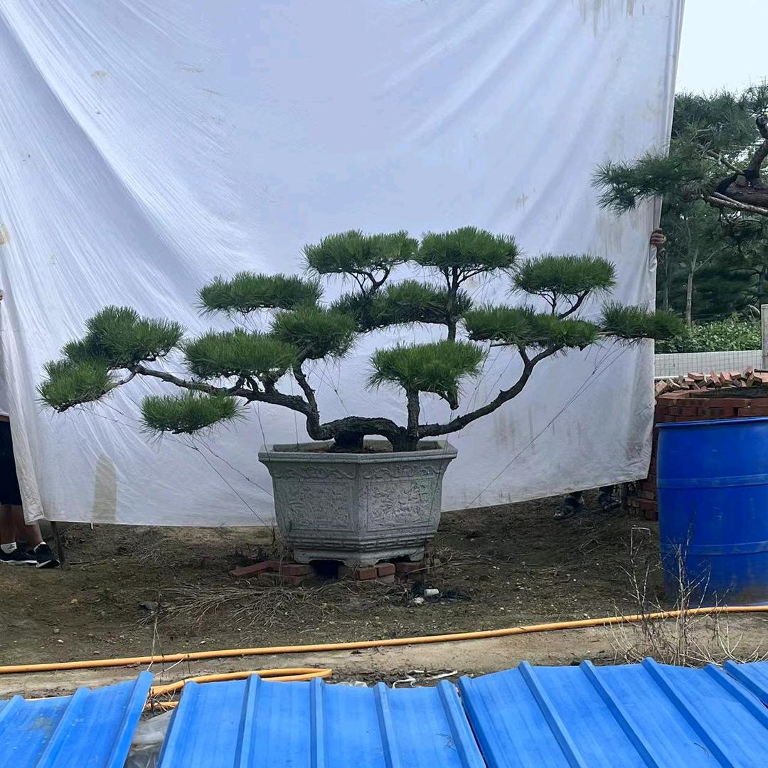 百源林业@造型松源头基地