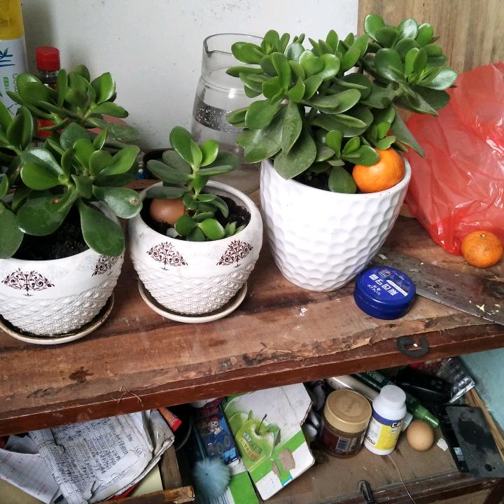 我是专业送轻直砖胖哥