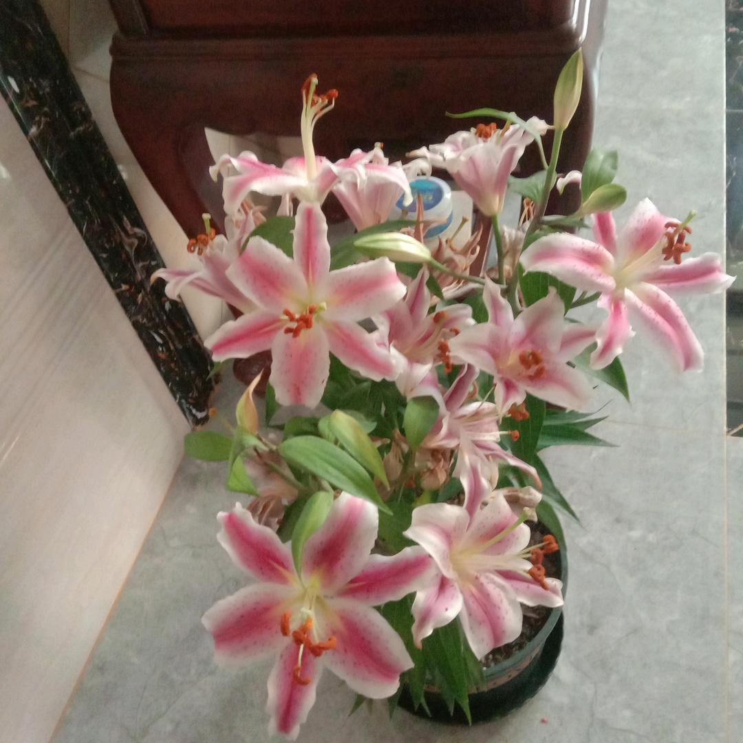 君