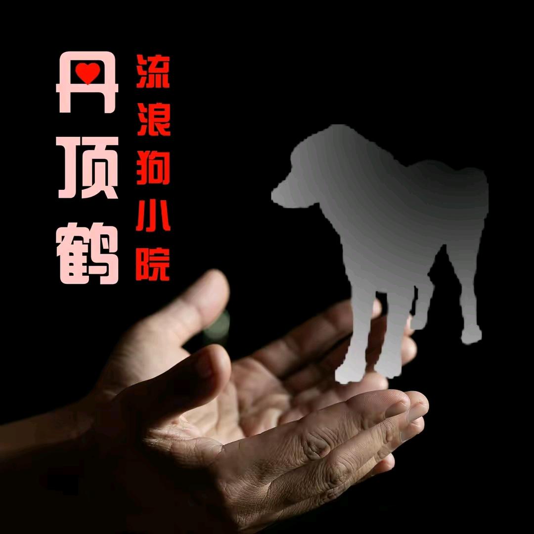 丹顶鹤～日常