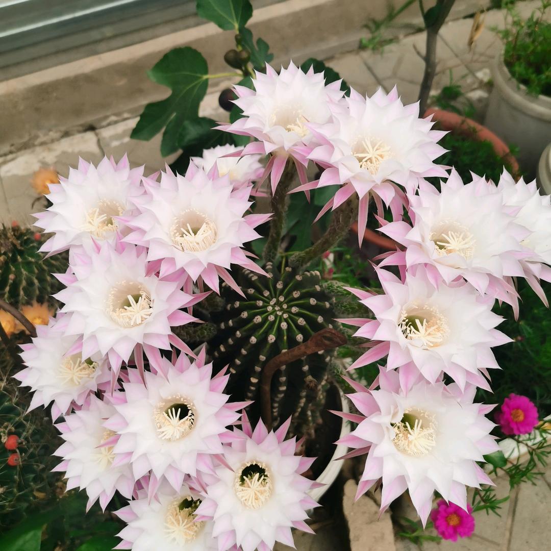 英姐WY🌺🌸🌼