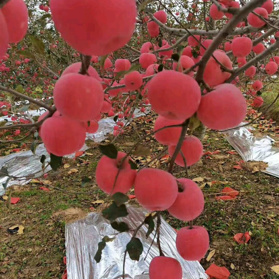 导航666
