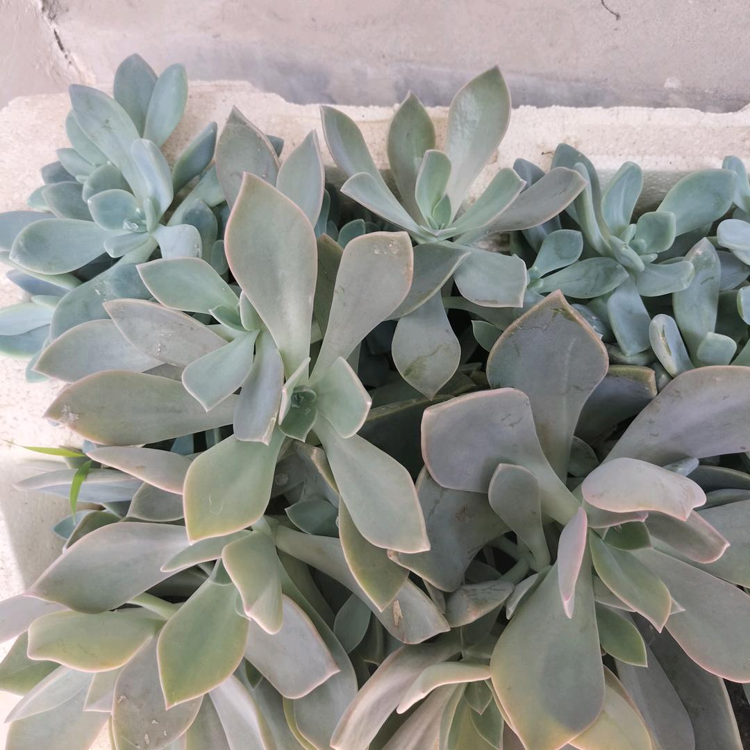 从不后悔。