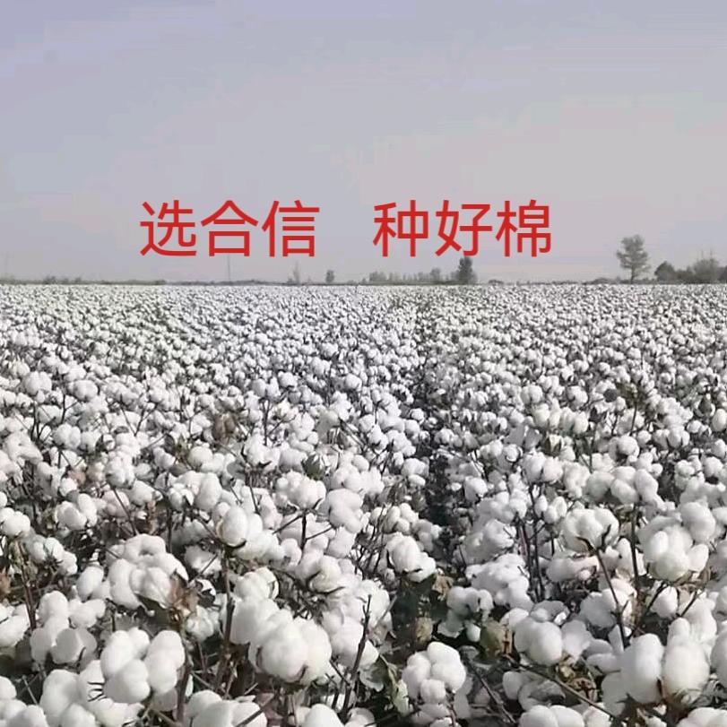 合信棉花丰产之道