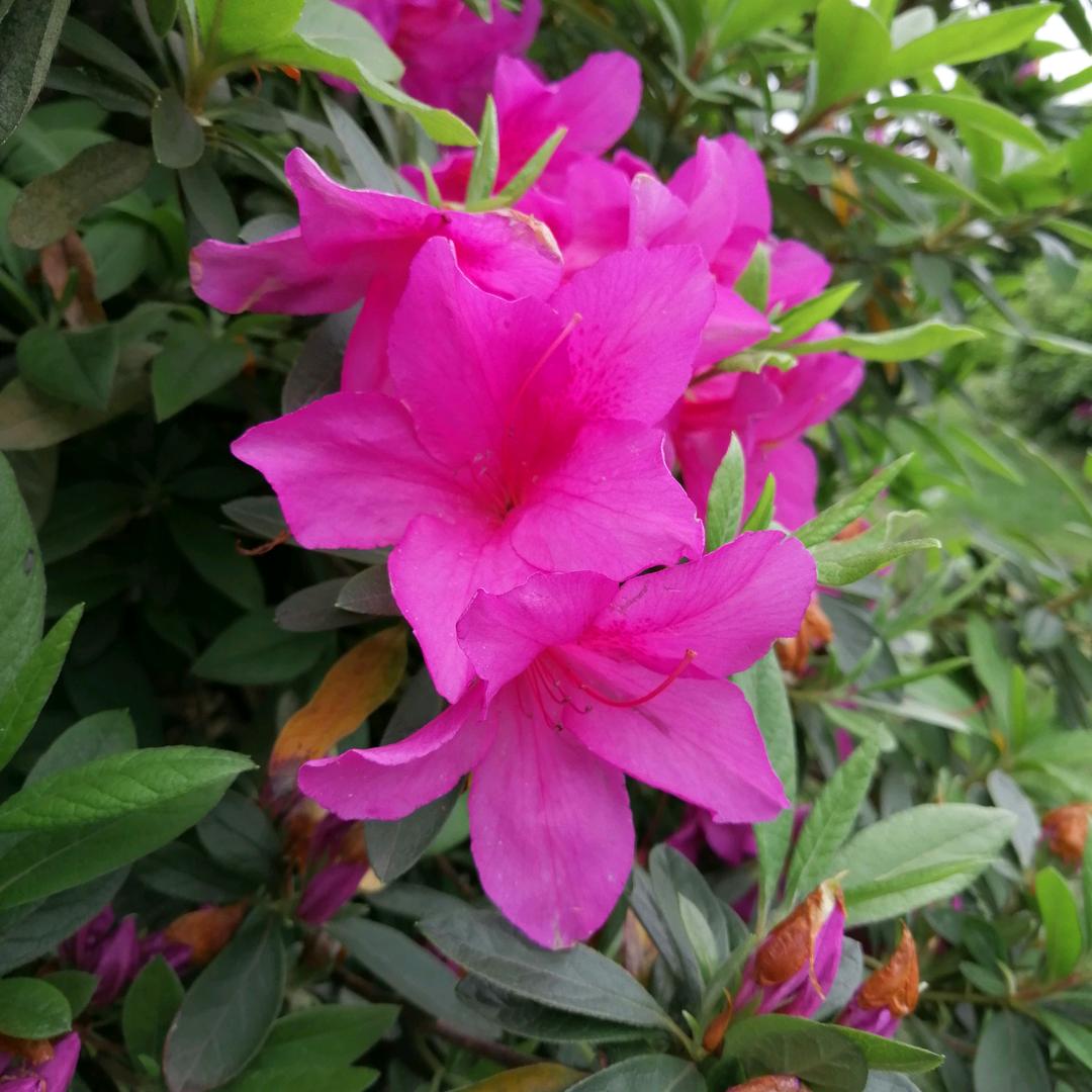 岁月静好