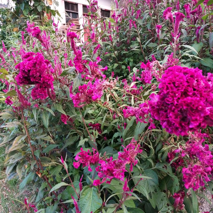 花香酒谷