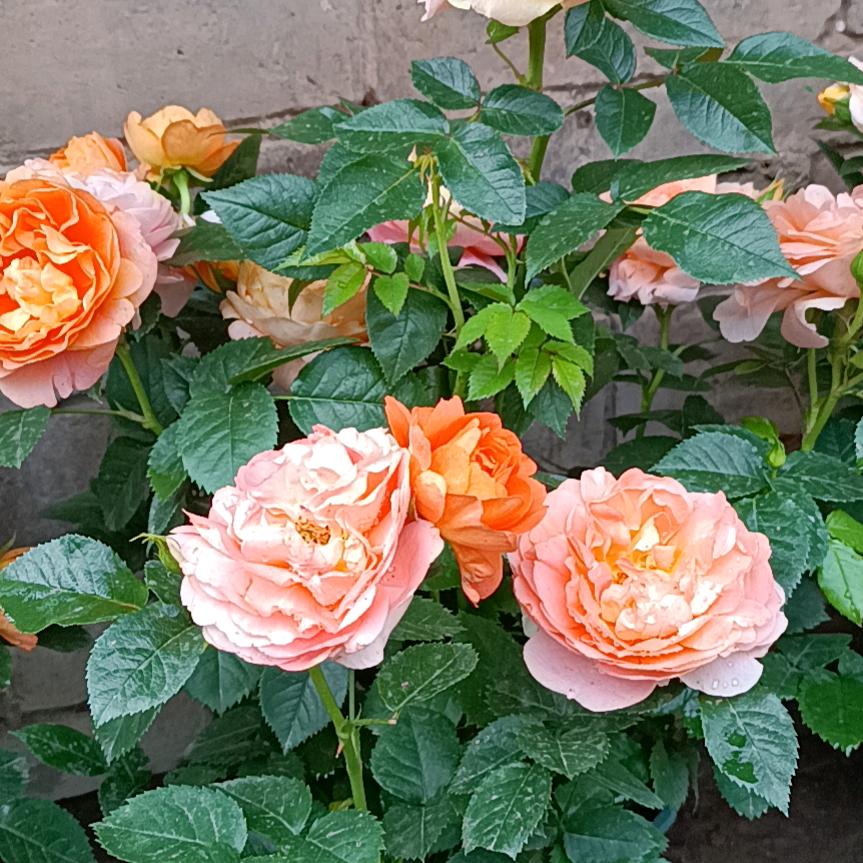 石柱城北卖花郎