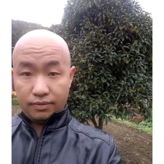 单身光头强哥