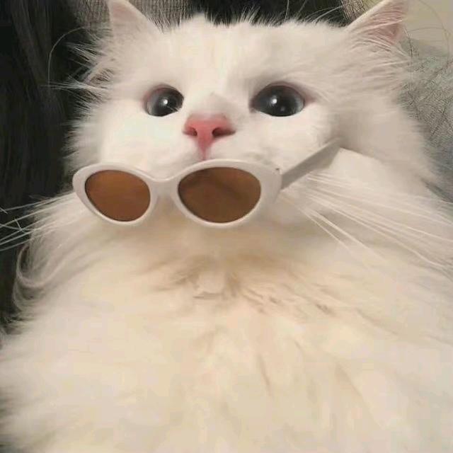 fhcv