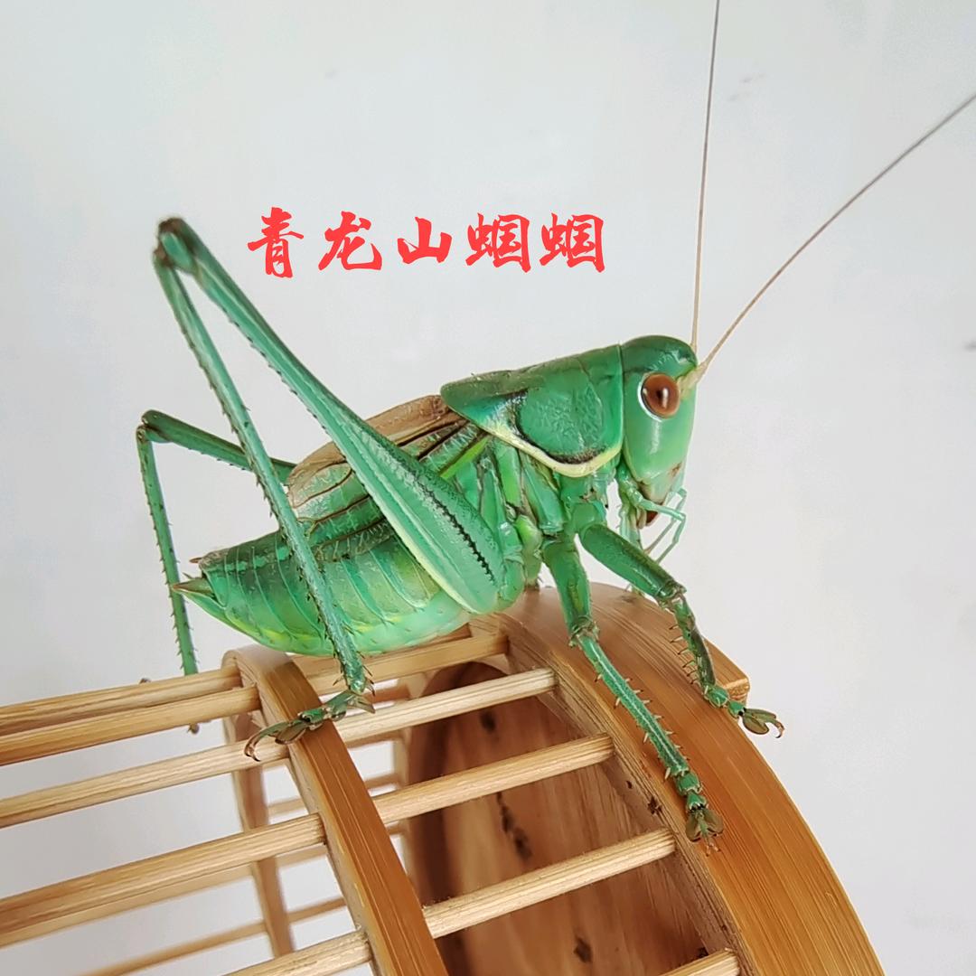 青龙山蝈蝈笼具批发