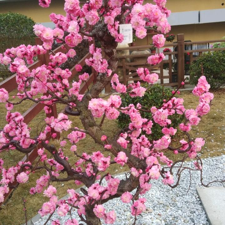 安岳(全兴矿泉水业)