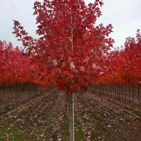 永标水果专业合作社