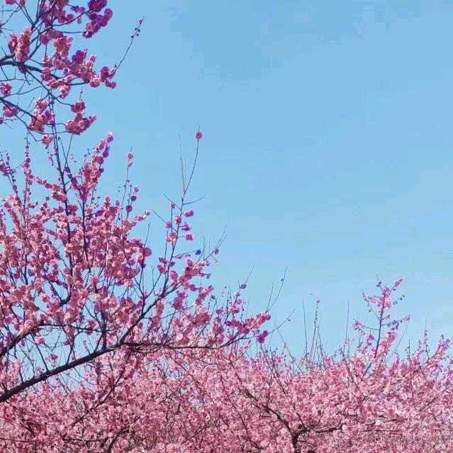 朝花夕拾