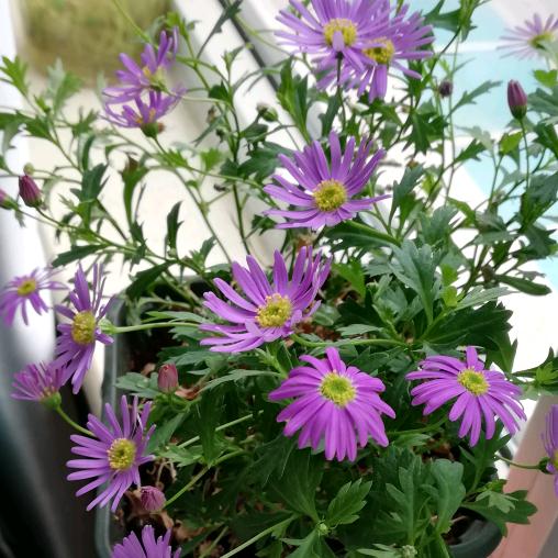 雨花石