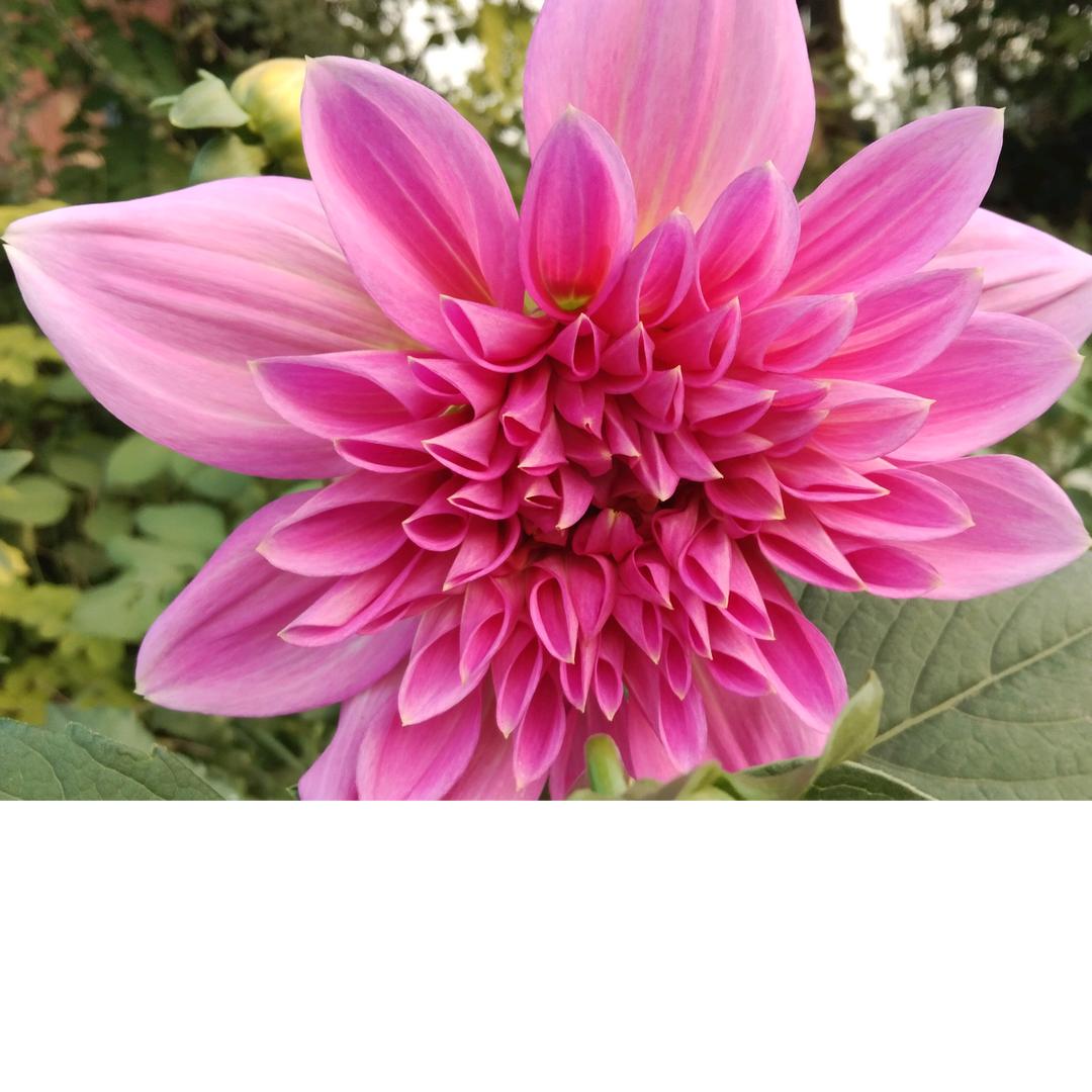淡未如花