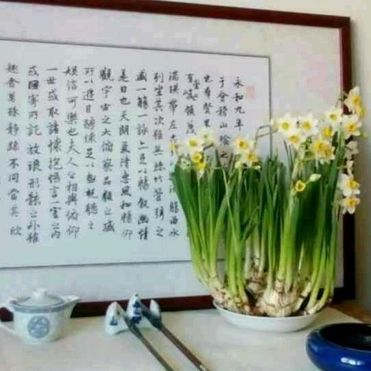 凌波仙子