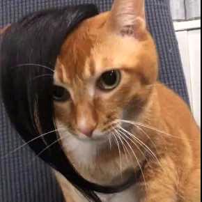 摸泪圣手（贝壳殺手）